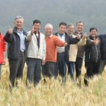 「喜願共合國」 用小麥種出台灣的回憶