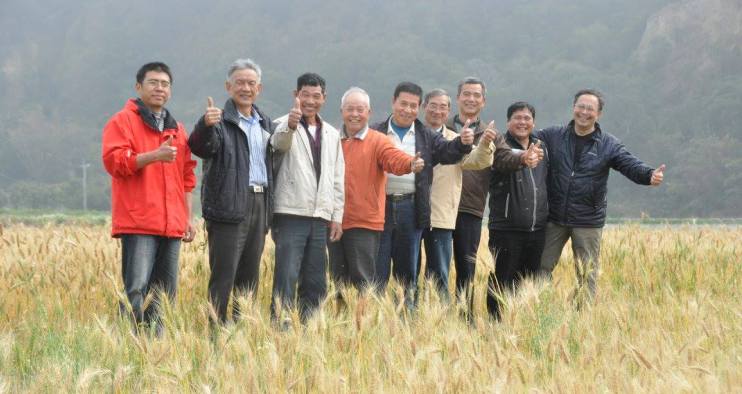 喜願共和國 用小麥種出台灣的回憶