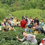 台灣藍鵲茶 打造坪林生態村
